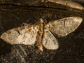 Pinion-spotted Pug